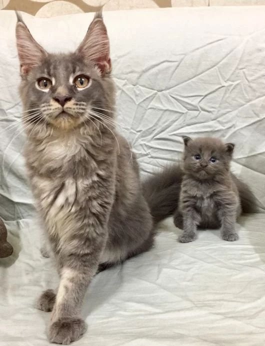 Большой и маленький кот