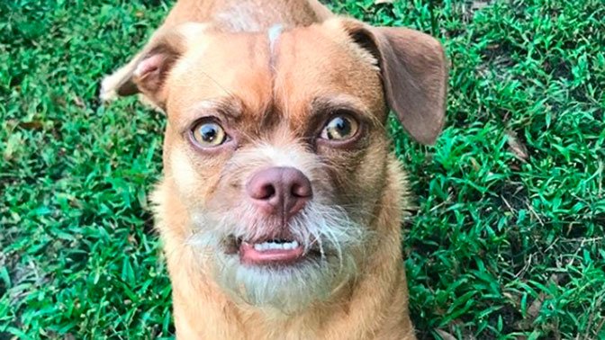 Собака с глазами Навыкате