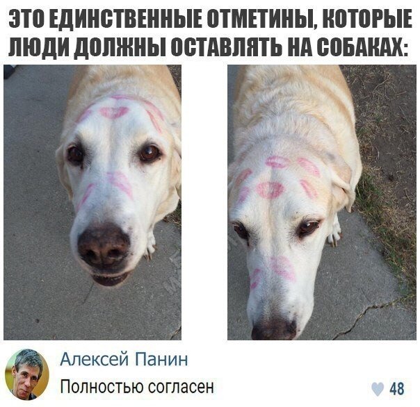 Помогите выбраться из собаки