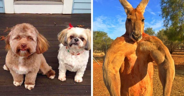 Помоги выбраться из собаки