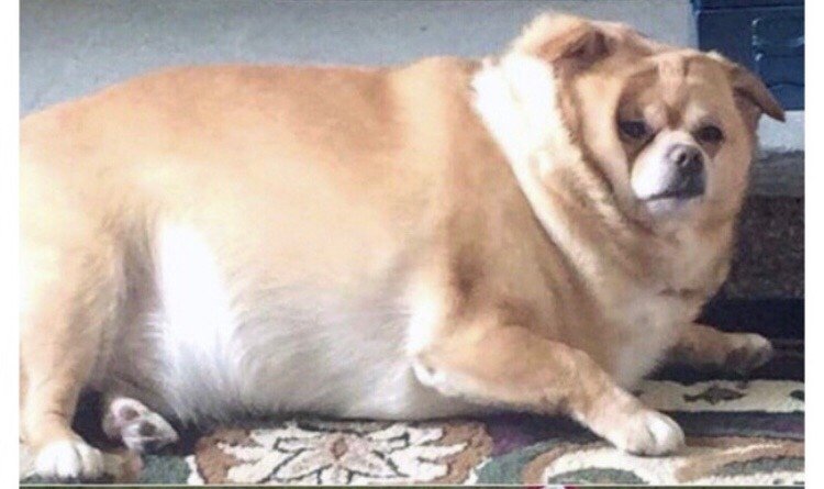 Толстый щенок