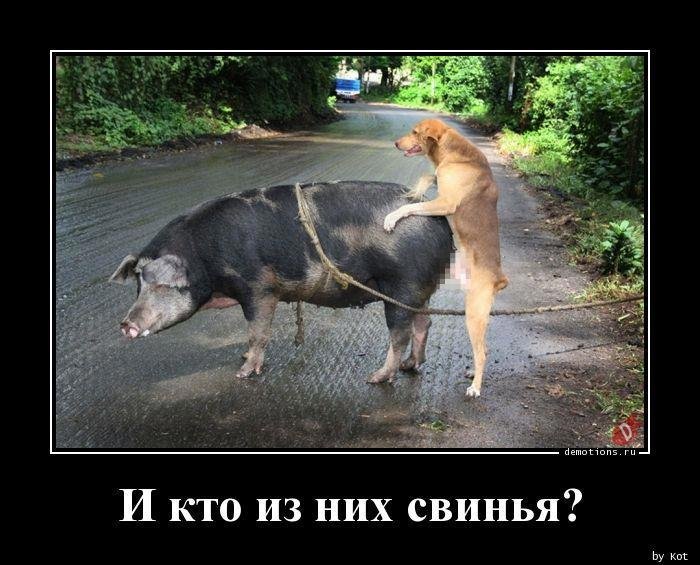 Собаки ебуца