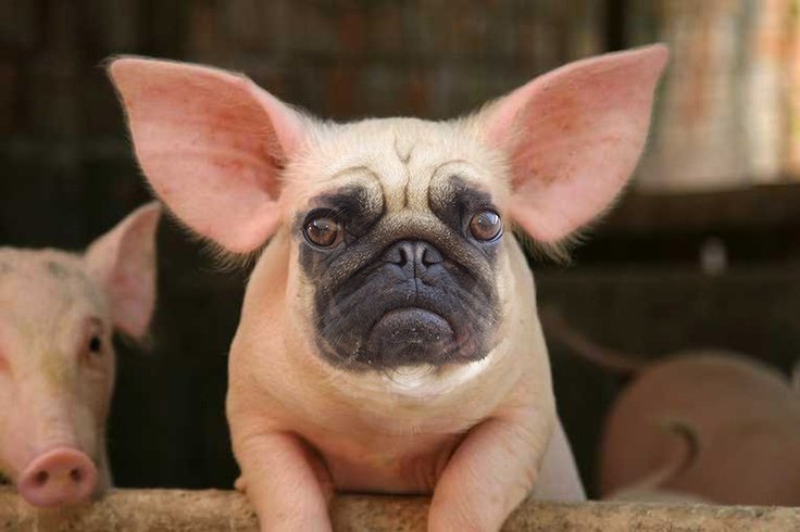 Собака похожая на хрюшку