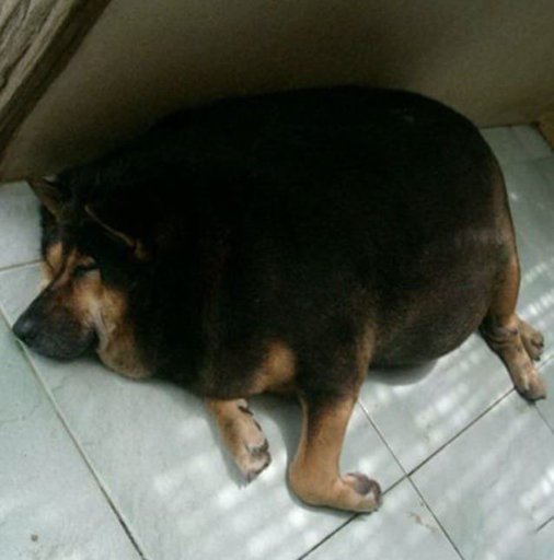 Жирная немецкая овчарка