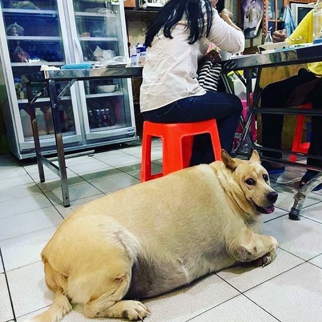 Самая жирная собака