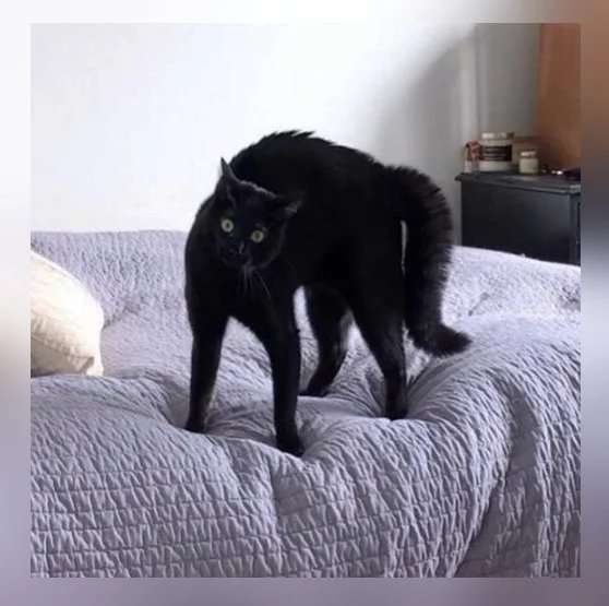 Тыгыдык кот