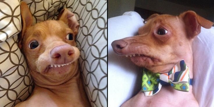 Собака с выдвинутой челюстью