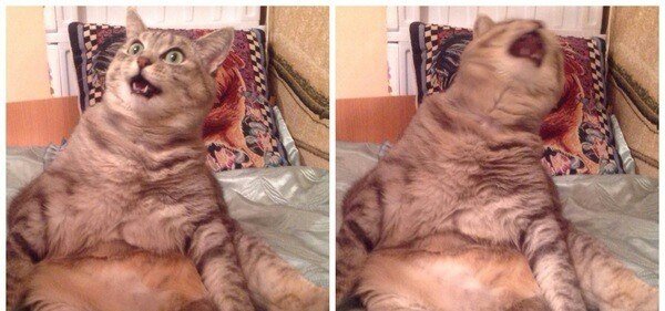 Раздраженный кот