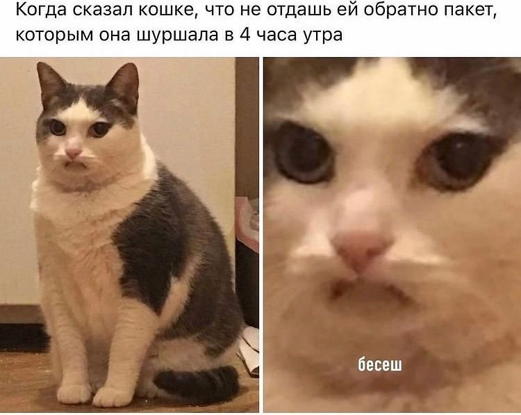 Раздраженный кот