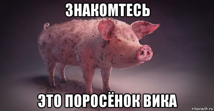Поросенок Мем