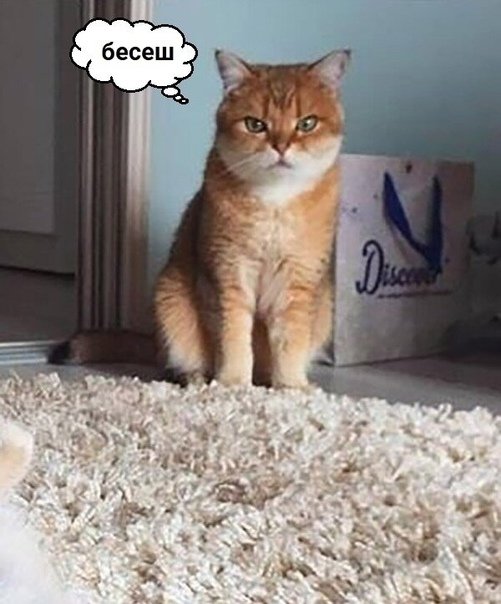 Котик раздражен