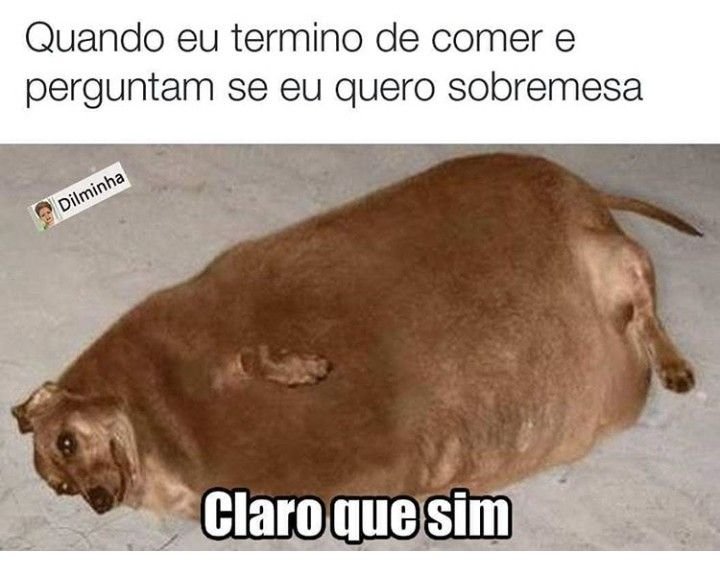 Самая жирная собака