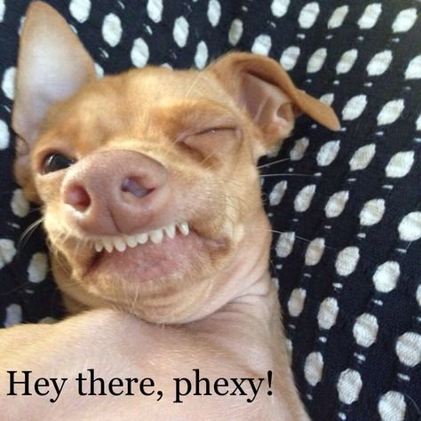 Собака Туна