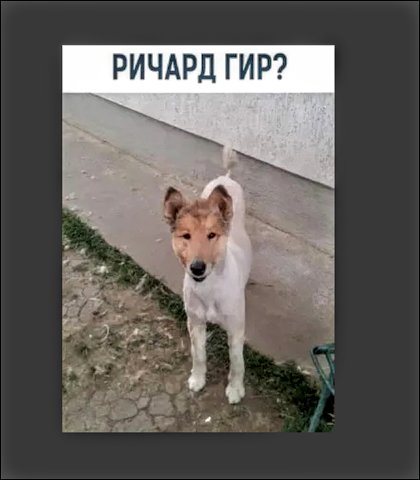 Собака Ричард Гир