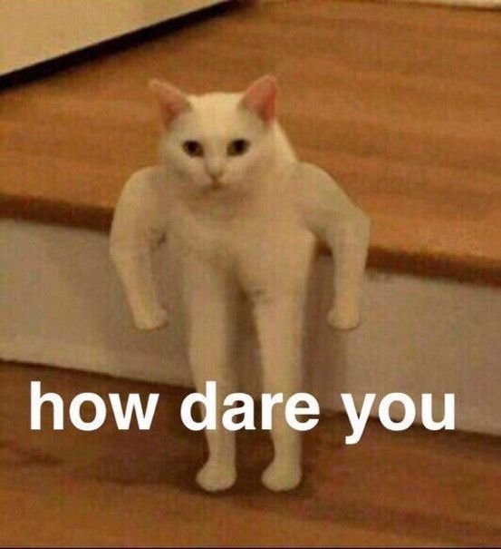 Кошки из мемов