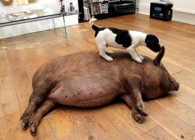 Домашняя свинья