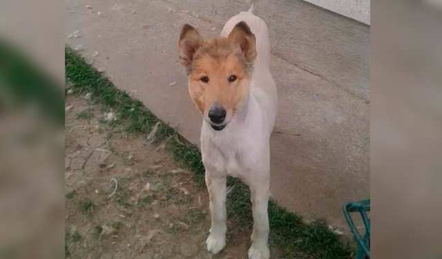 Пес Ричард Гир