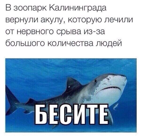 Смешные картинки про акул с надписями