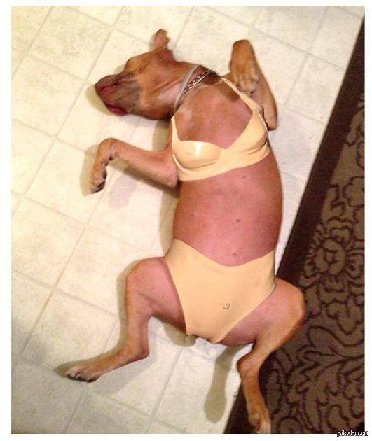 Свинья в памперсе