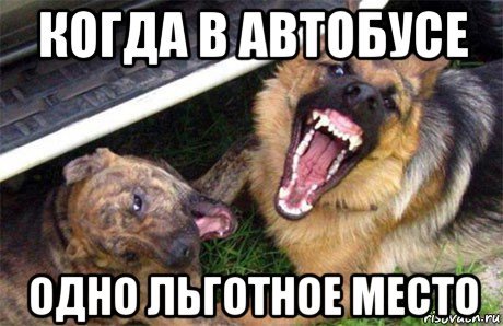 Собака в автобусе Мем