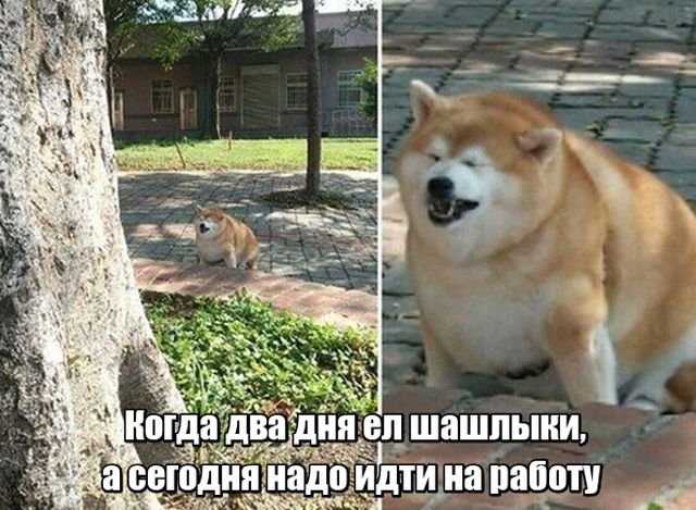 Смешные толстые собаки