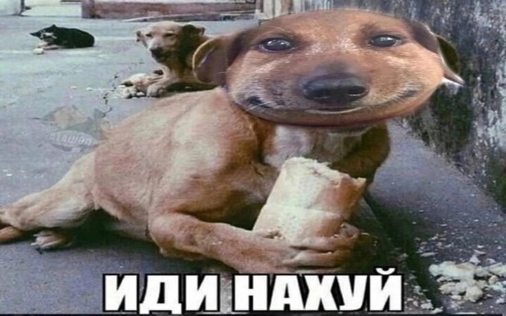 Пес Мем