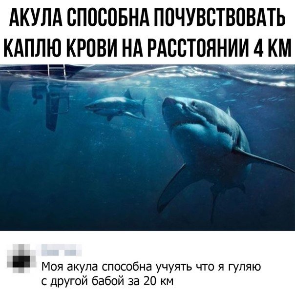 Шутки про акул