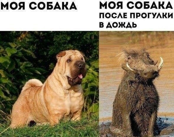 Смешные собаки с надписями