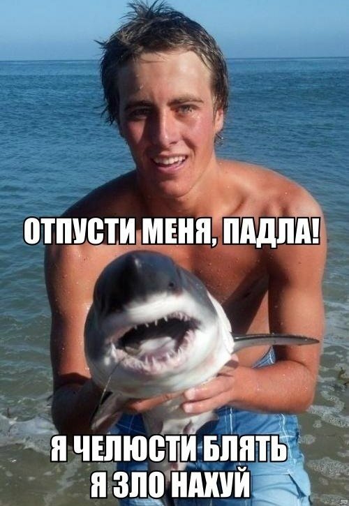 Акула Мем