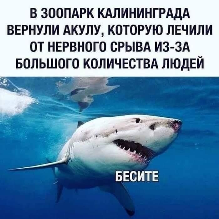 Акула бесит Мем