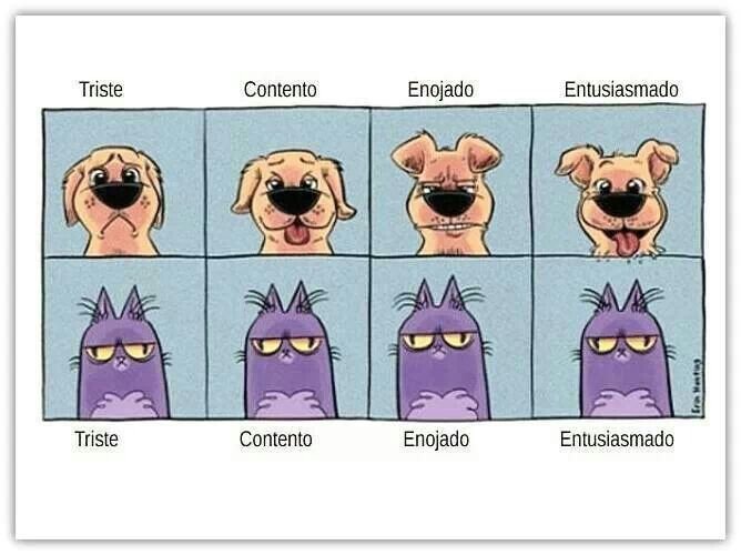 Эмоции кота и собаки Мем