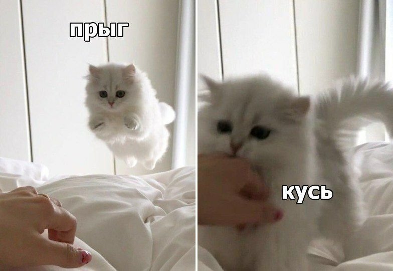 Кусь Мем