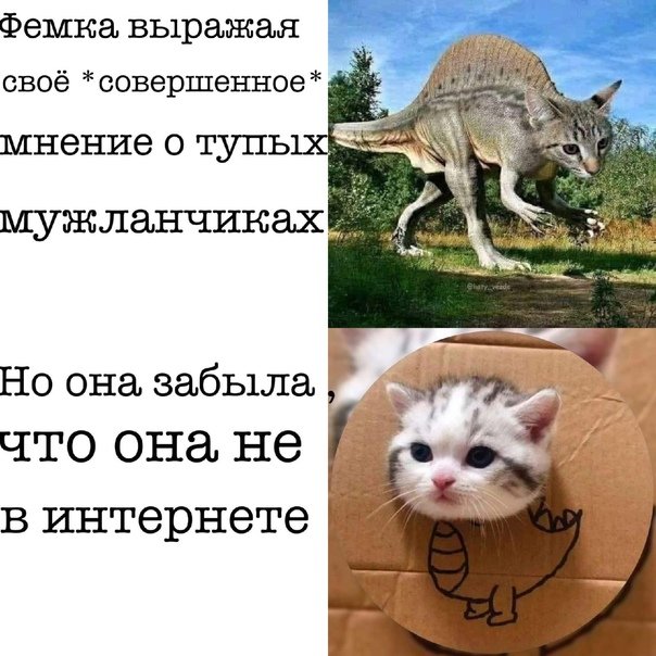 Кошка из мема