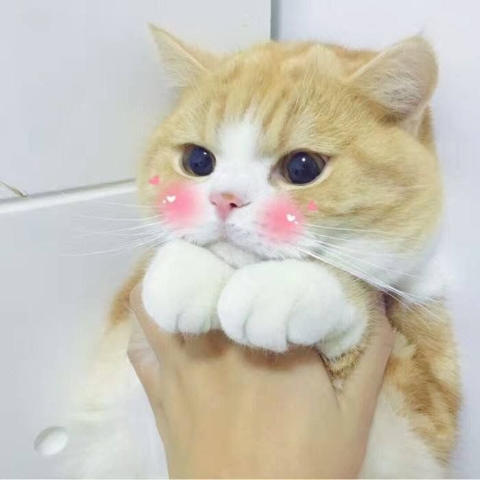 Милый котик