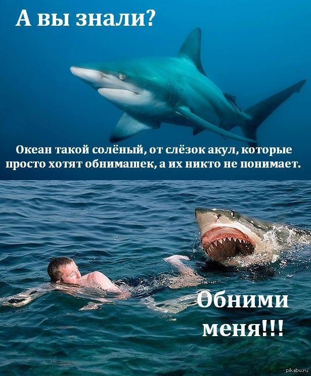 Шутки про акул