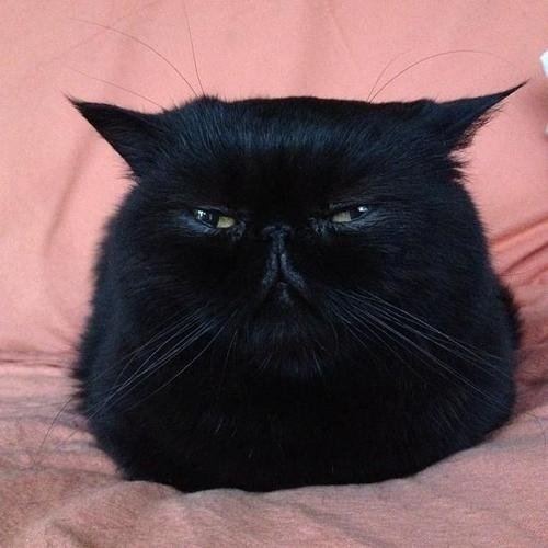 Жирный черный кот