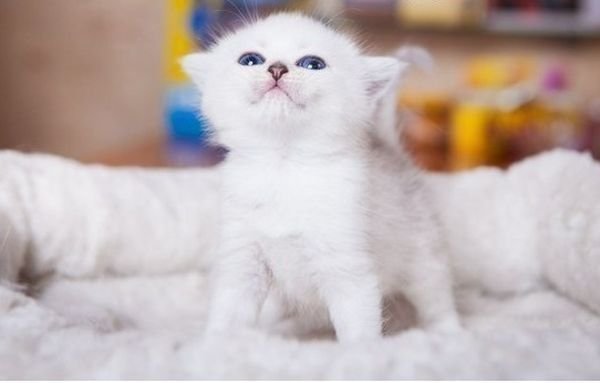 Милый котик Мем