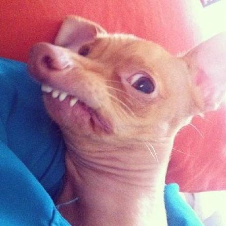 Чихуахуа косоглазая