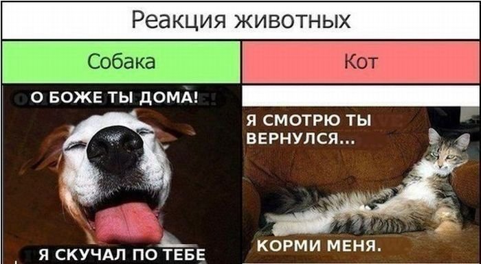 Как встречает кот и собака