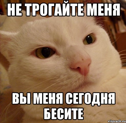 Мемы с котиками