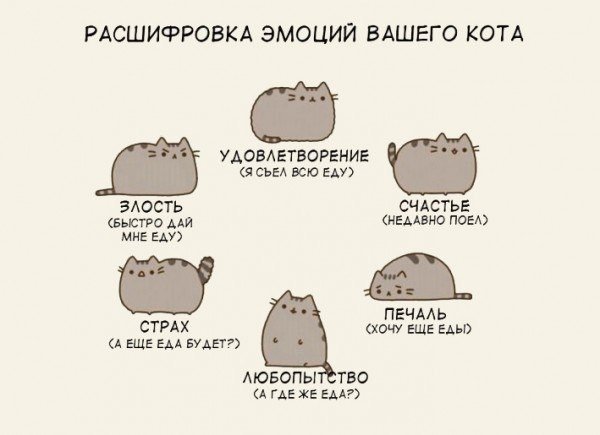 Кот с эмоциями Мем