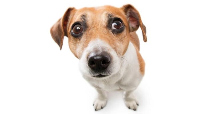 Уши Джек Рассел терьера