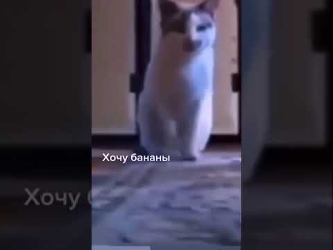 Кот банан
