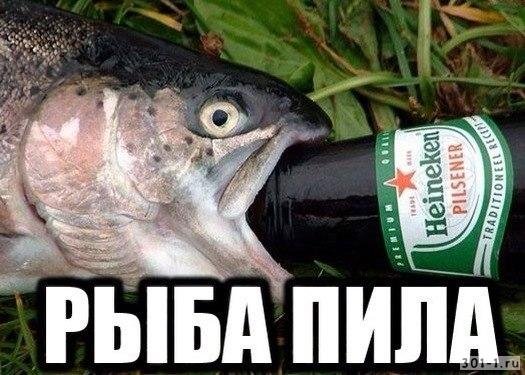 Мемы с рыбами
