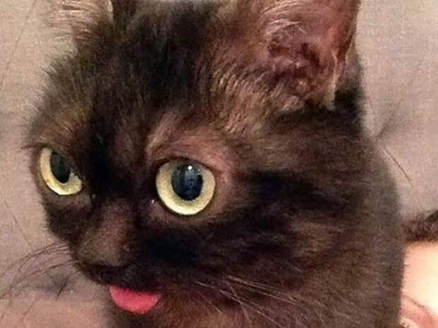 Котик с высунутым языком и выпученными глазами