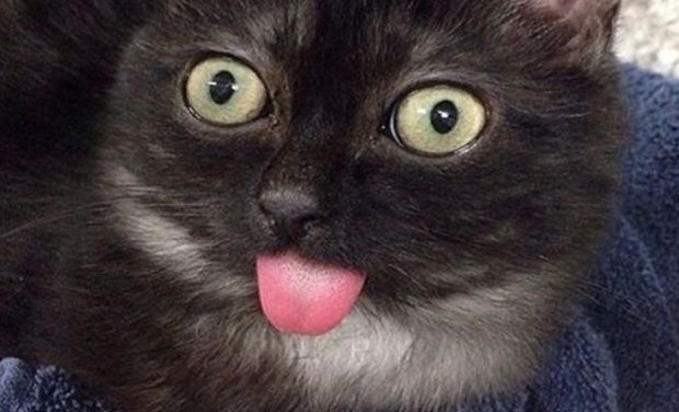 Котик с высунутым языком и выпученными глазами