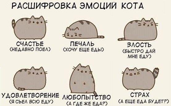Кот эмоции