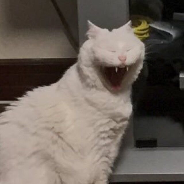 Кричащий кот