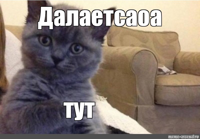 Тут Мем кот