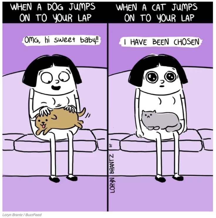 Мемы про собак и кошек
